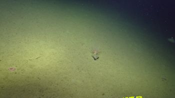 Media type: image;   Invertebrate Zoology 153117 Description: live specimen;